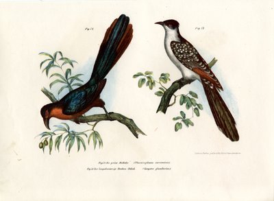 Chestnut-Breasted Malkoha by German School